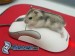 Škrečok na myši
